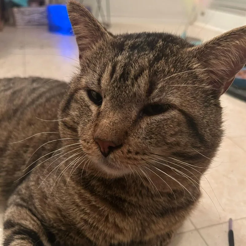 A senior extra large-sized male Domestic Short Hair cat named Ollie for adoption in Houston, TX
