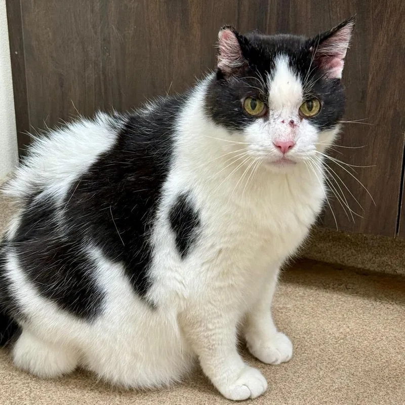 A senior large-sized male White Domestic Short Hair cat named Rudy for adoption in Oshkosh, WI