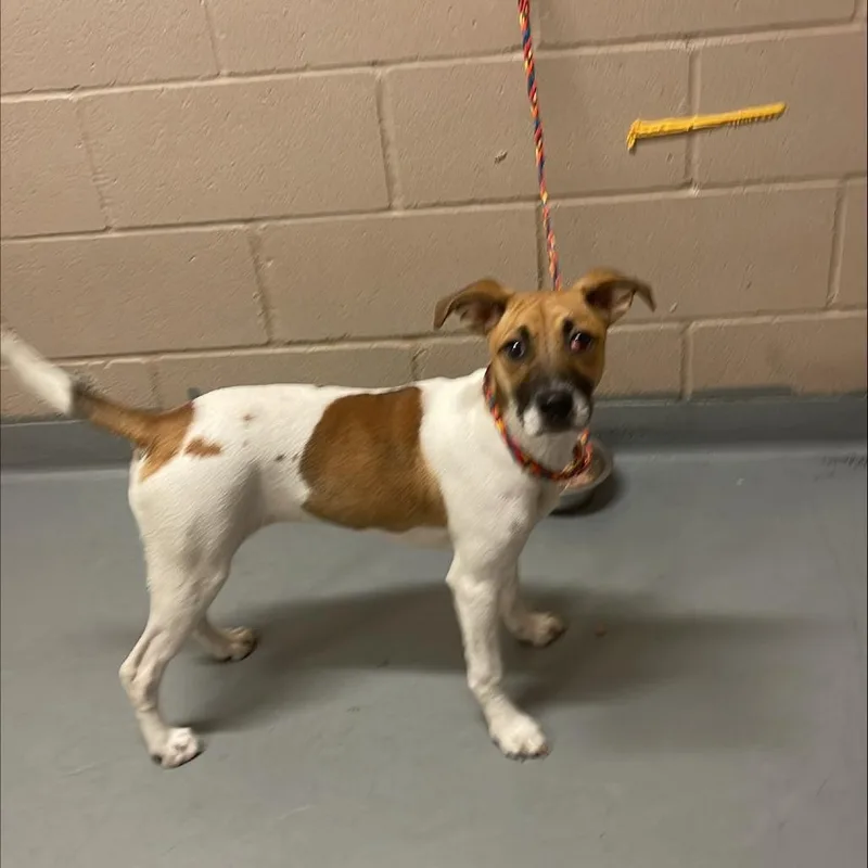 A baby medium-sized female Mixed Breed dog named Marsha for adoption in Tacoma, WA
