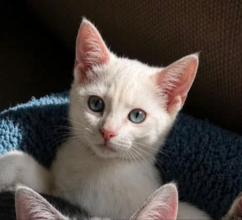 A young medium-sized female Siamese cat named Frankie for adoption in Knoxville, TN