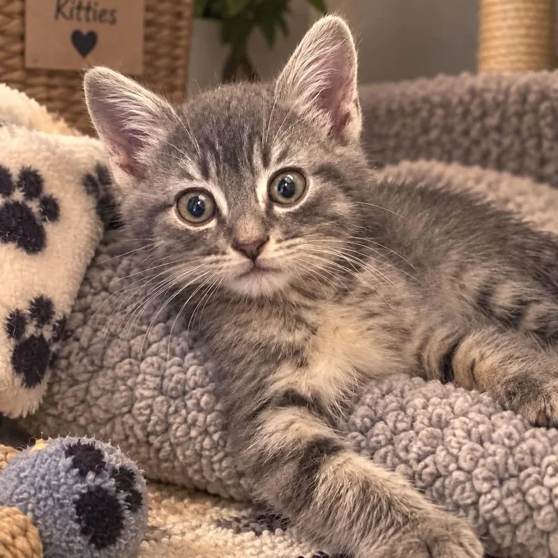A baby small-sized male Gray / Blue / Silver Tabby cat named Tobias for adoption in Andover, MN