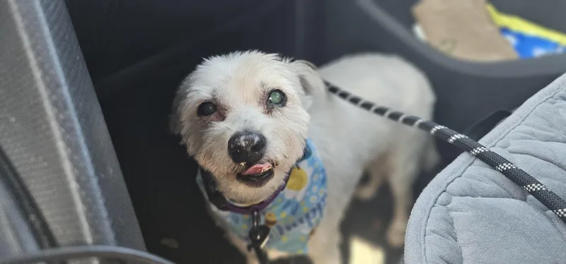 A senior small-sized female White / Cream West Highland White Terrier / Westie dog named Winnie for adoption in Weeki Wachee, FL