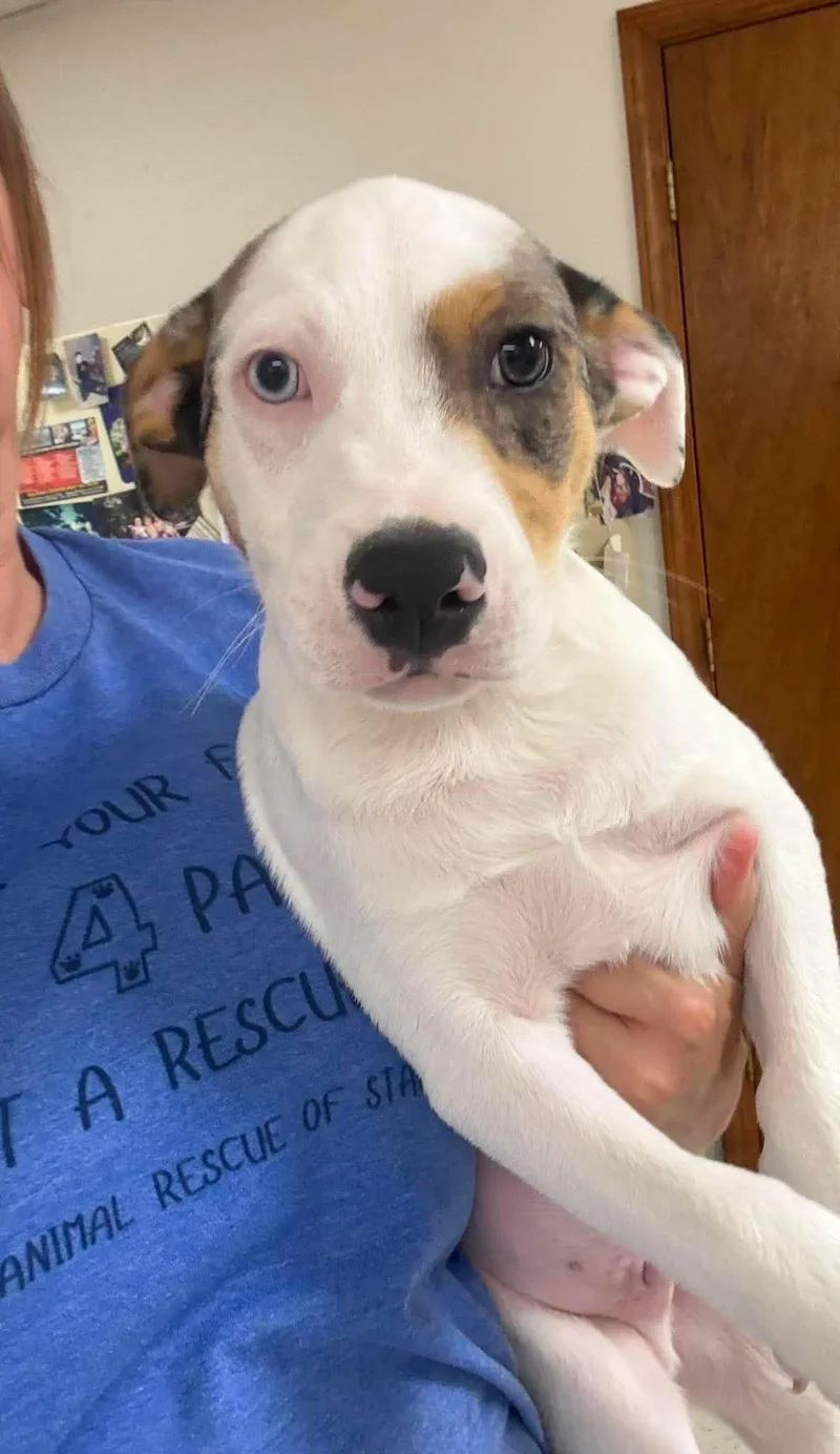 A baby medium-sized male Mixed Breed dog named Jack HERE IN NH for adoption in Northwood, NH