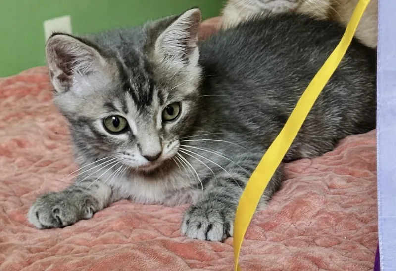 A baby small-sized female Tabby cat named Leela May for adoption in Dallas, TX