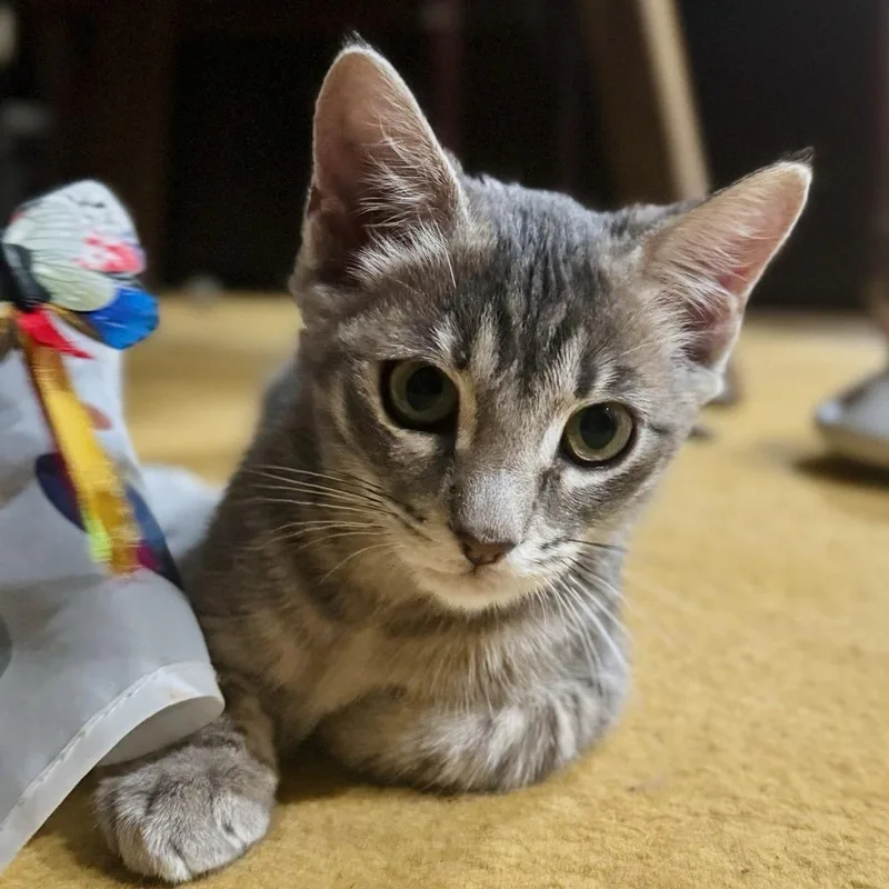 Leela May thumbnail 2