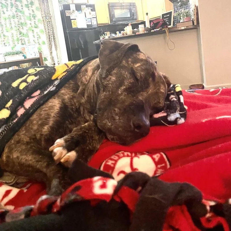 Mrs. Claus thumbnail 3