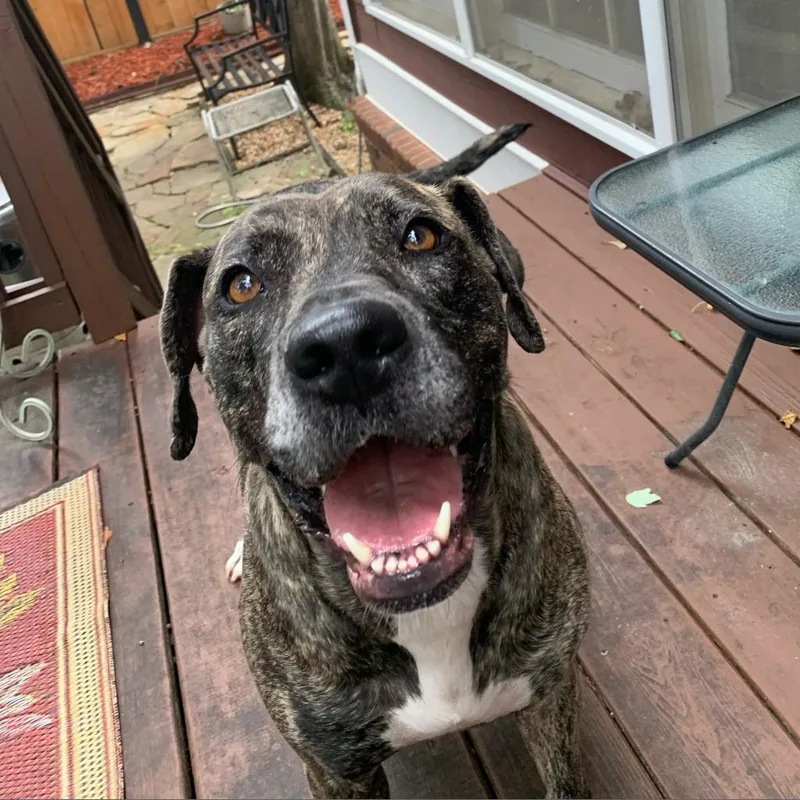 Mrs. Claus thumbnail 4