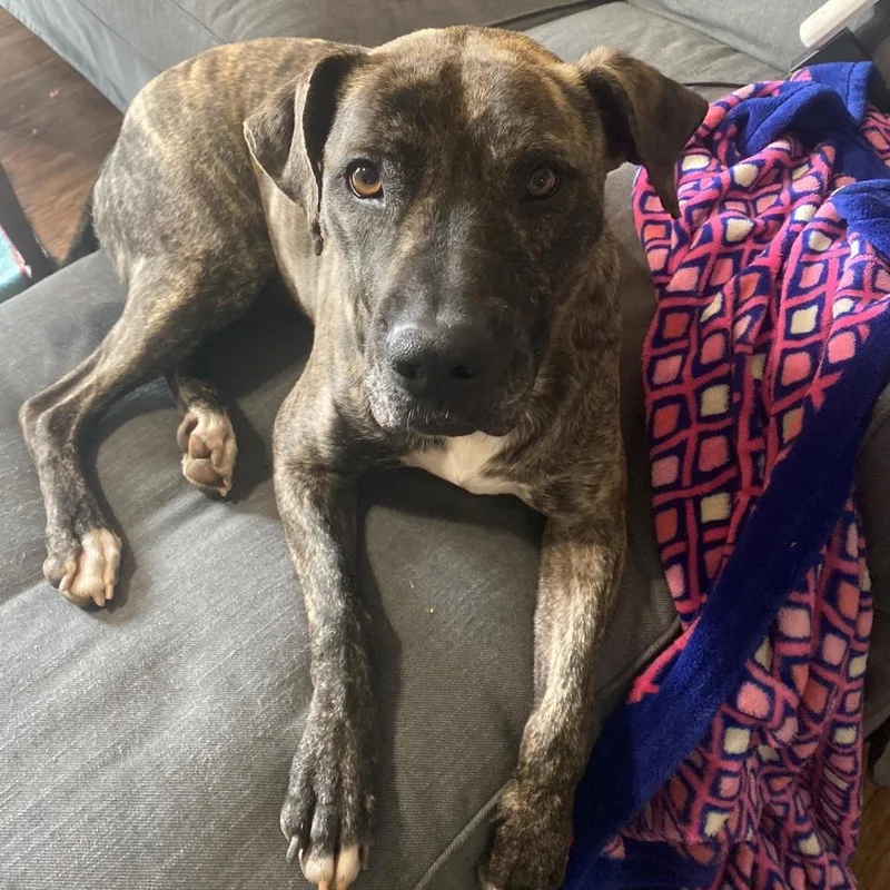 Mrs. Claus thumbnail 5