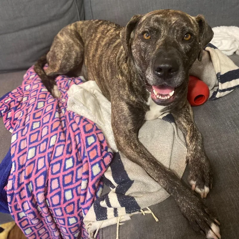 Mrs. Claus thumbnail 6