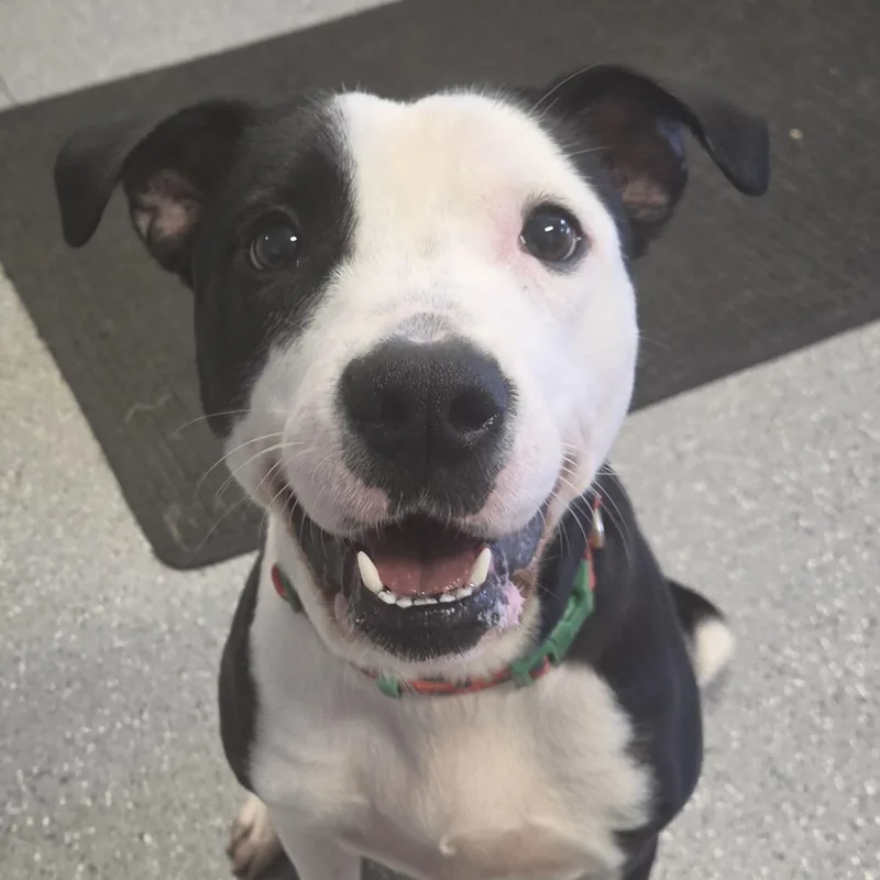 A young medium-sized female Pit Bull Terrier dog named Cleo for adoption in Watertown, NY