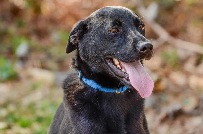 An adult medium-sized male Labrador Retriever dog named Cash for adoption in Brick, NJ