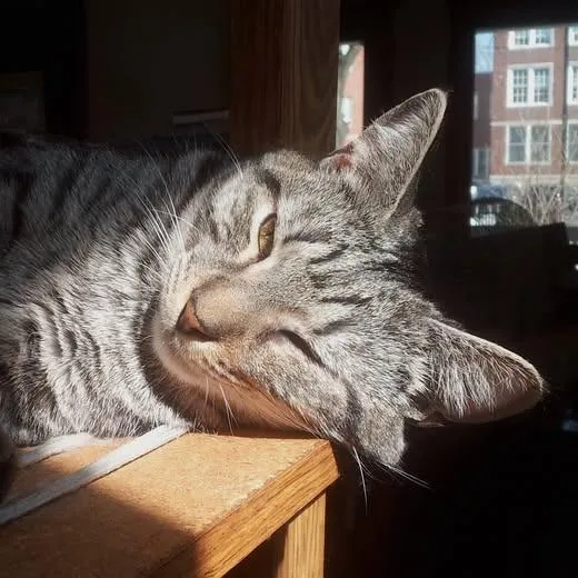 A senior medium-sized male Brown / Chocolate Domestic Short Hair cat named Riviera for adoption in Chicago, IL