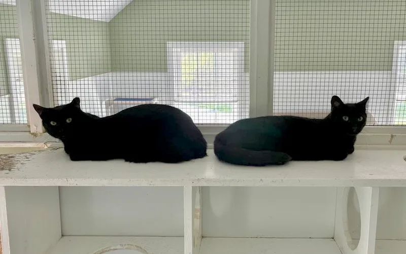 Cinnamon thumbnail 2