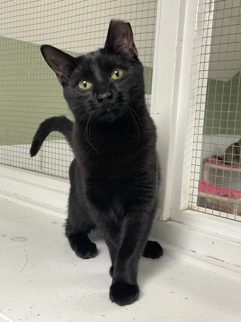 Cinnamon thumbnail 3