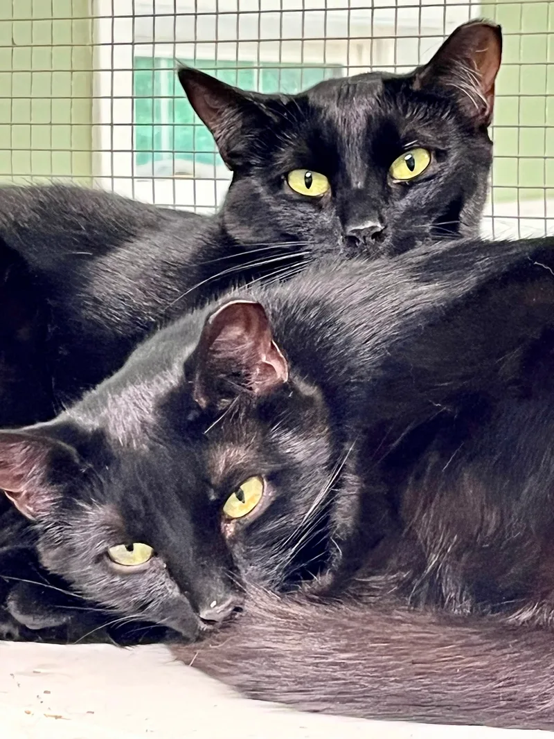 Cinnamon thumbnail 4