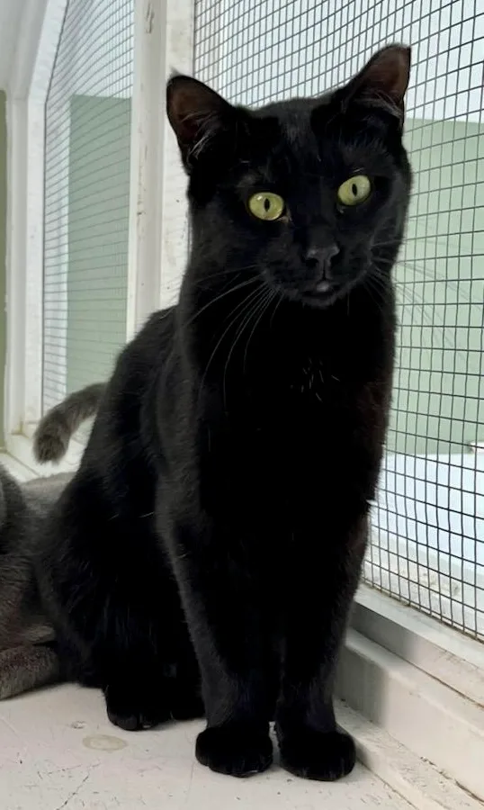 Cinnamon thumbnail 5