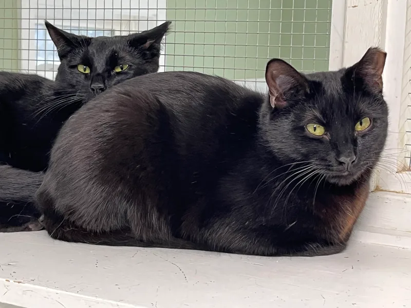 Cinnamon thumbnail 6