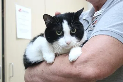 An adult medium-sized female Domestic Short Hair cat named Pimento for adoption in Brunswick, GA