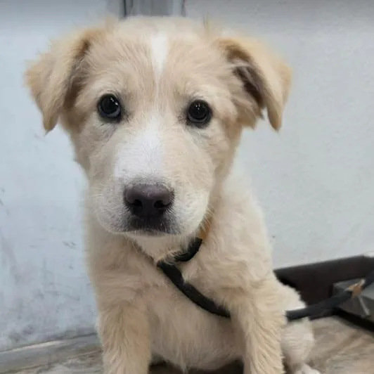 A baby small-sized female White / Cream Shepherd dog named June for adoption in Fort Collins, CO