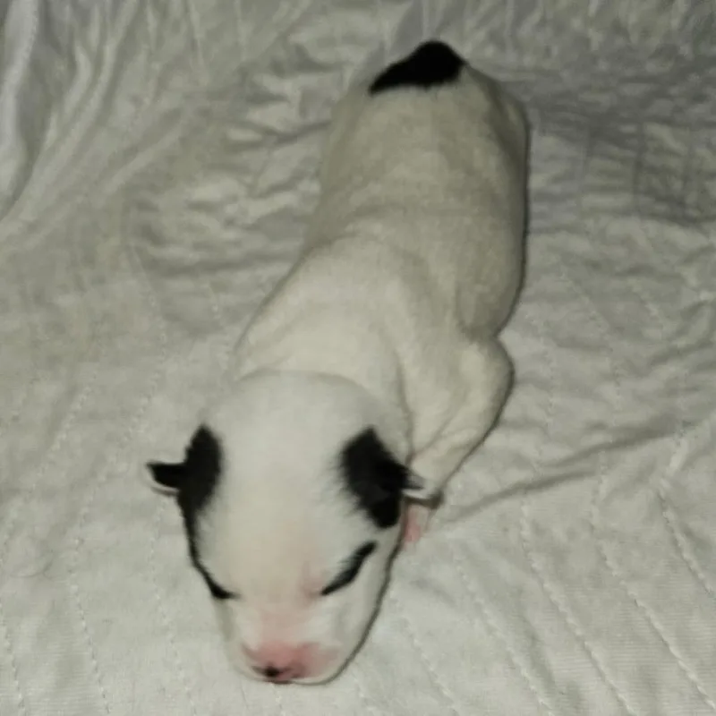 Blizzard thumbnail 2