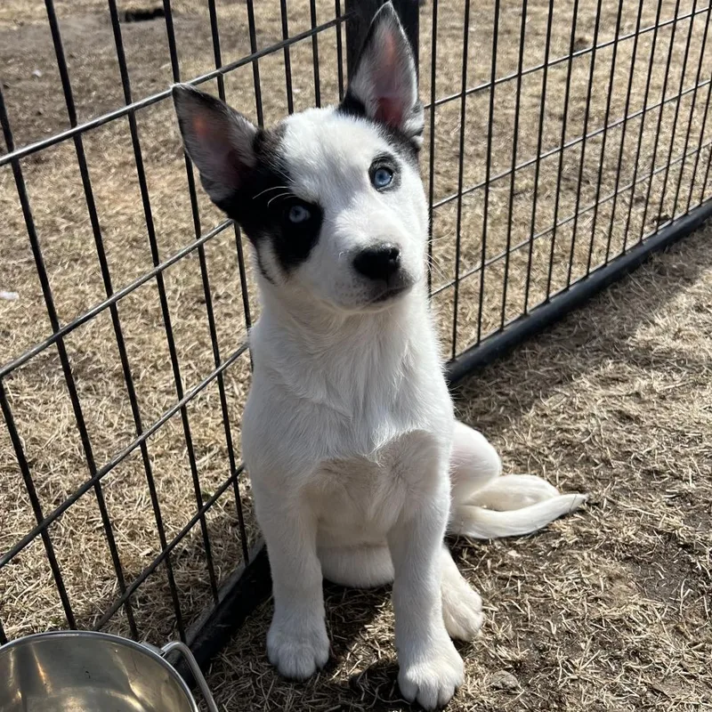 Blizzard thumbnail 3