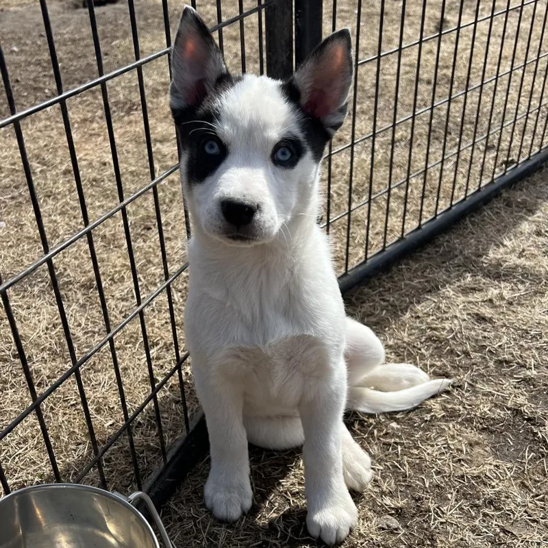 Blizzard thumbnail 4