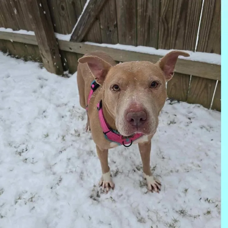 Scarlett thumbnail 3