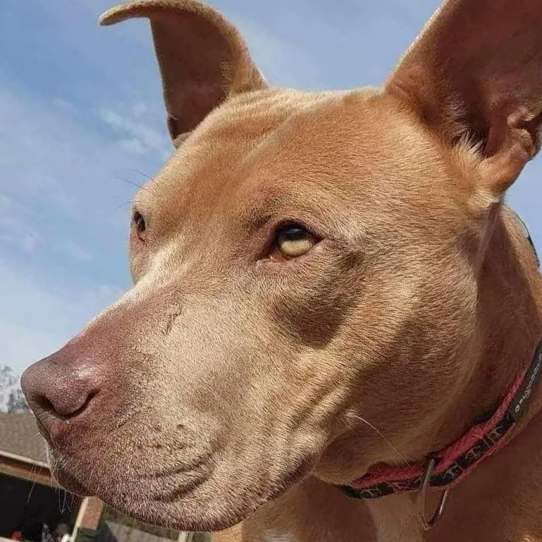 Scarlett thumbnail 4