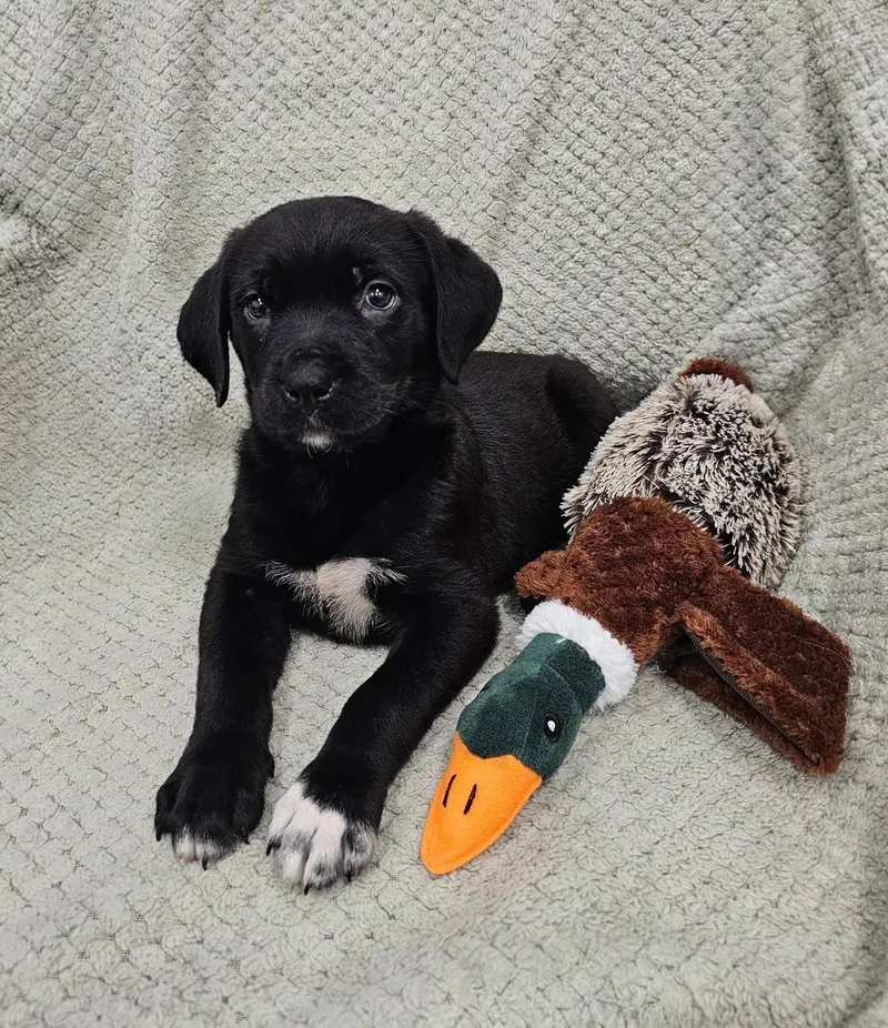 A baby large-sized female Black Rottweiler dog named Sabrina for adoption in East Sparta, OH