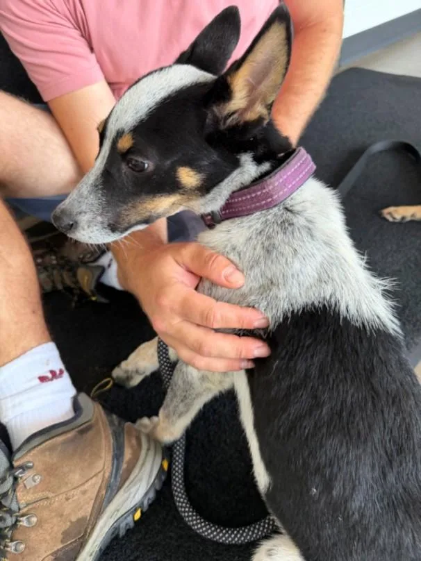 A young small-sized male Miniature Pinscher dog named Fred for adoption in Toledo, OH