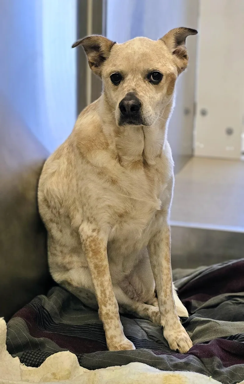 An adult large-sized female White / Cream Australian Cattle Dog / Blue Heeler dog named Jazmiin for adoption in Amityville, NY