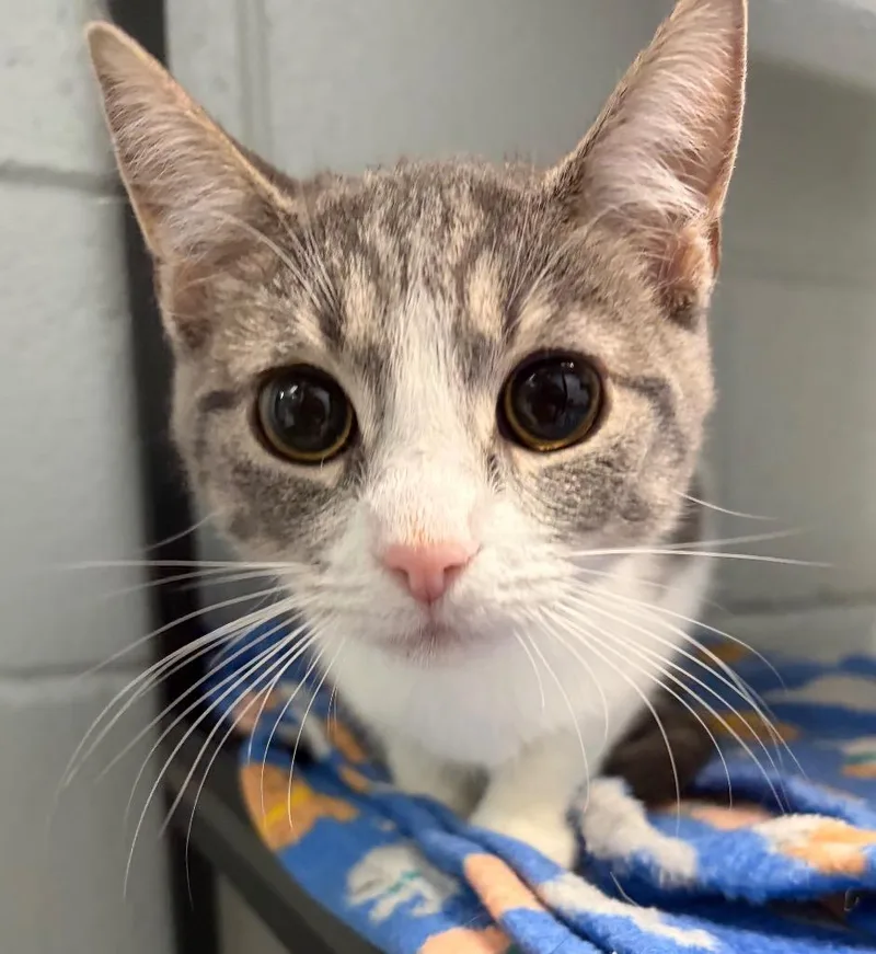A young medium-sized female Domestic Short Hair cat named Impala for adoption in Huntington, IN