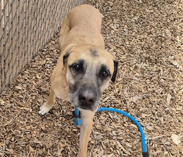 An adult large-sized male German Shepherd Dog dog named Pluto for adoption in Albuquerque, NM