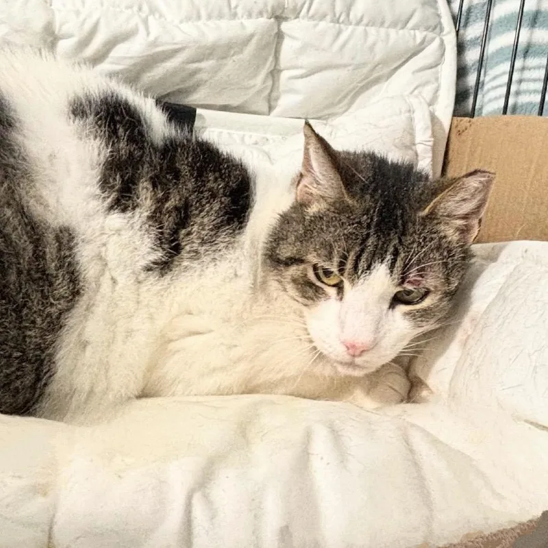 An adult small-sized female White Domestic Short Hair cat named Tamara for adoption in Pacific Palisades, CA