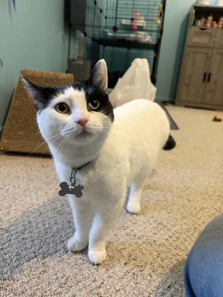 A young medium-sized female Black & White / Tuxedo Domestic Short Hair cat named Candy for adoption in Clinton Township, MI