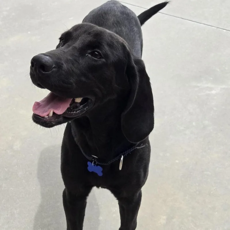 A young large-sized male Black Bloodhound dog named Kirby for adoption in Freeport, FL