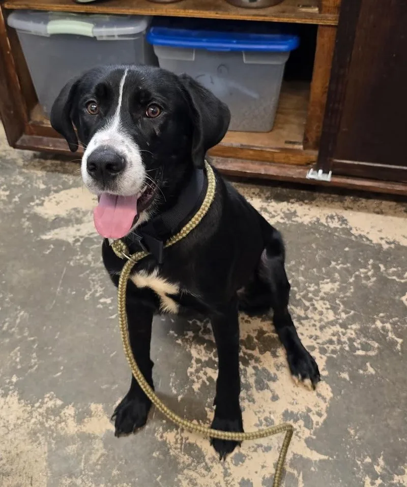 A baby large-sized male Black Saint Bernard dog named Duke for adoption in Saint Marys, PA