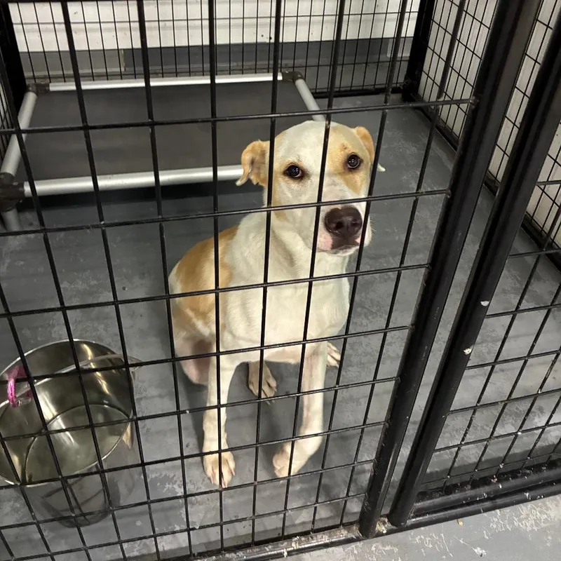A young medium-sized male White / Cream Mixed Breed dog named PeanutTANK for adoption in St. Louis, MO