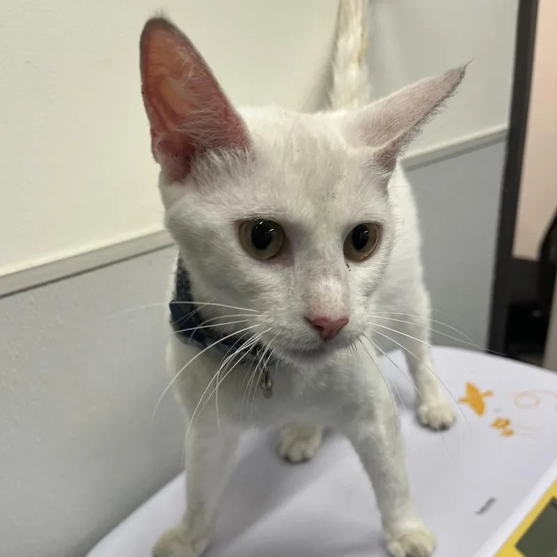 A young medium-sized female White Domestic Short Hair cat named Precious for adoption in Tampa, FL