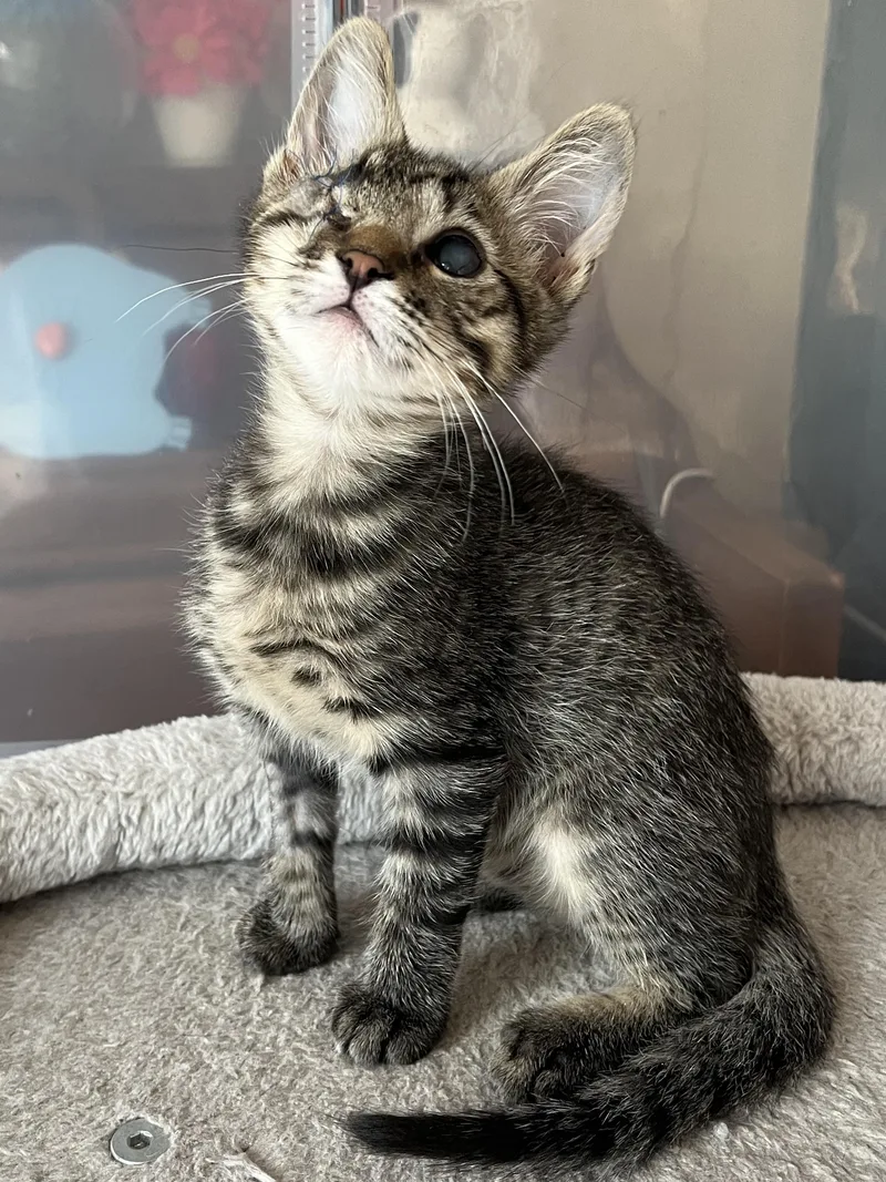 A baby medium-sized male Tabby (Buff / Tan / Fawn) Domestic Short Hair cat named Simon for adoption in Redwood City, CA