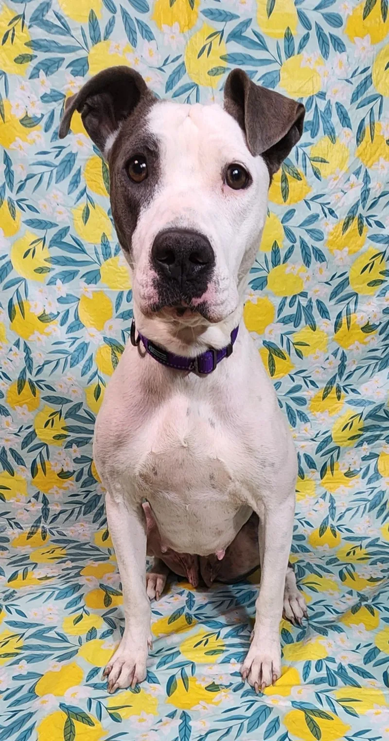 A young medium-sized female White / Cream Pit Bull Terrier dog named Meredith Taking Applications for adoption in Baton Rouge, LA