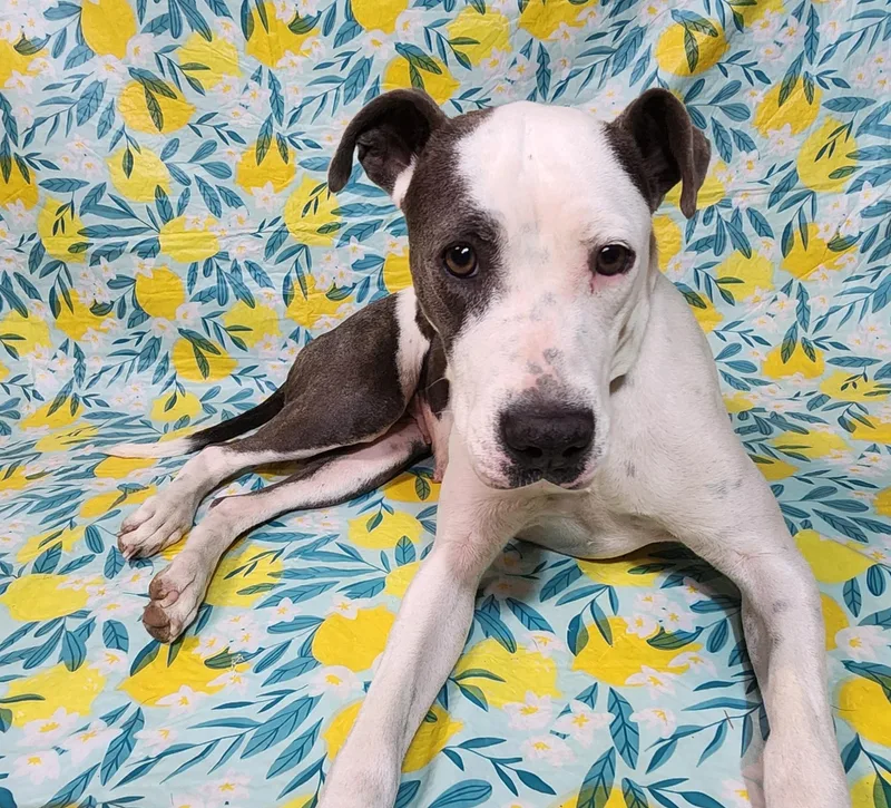 Meredith Taking Applications thumbnail 3