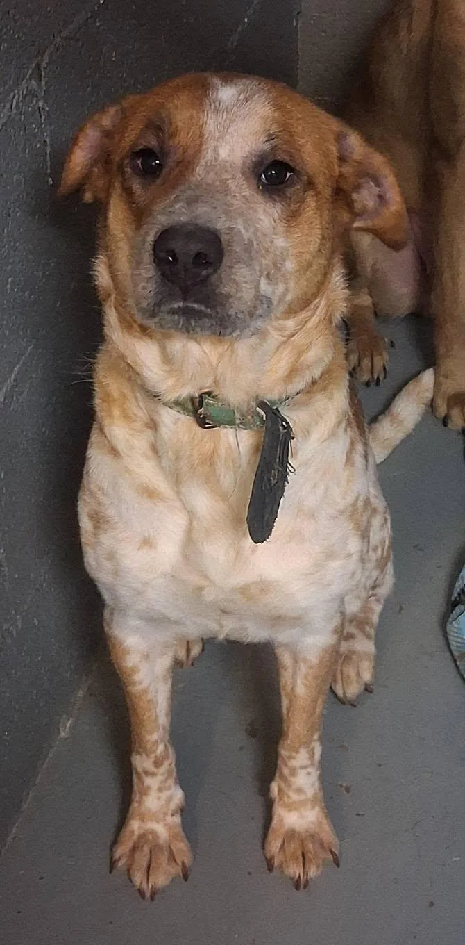 An adult medium-sized female Labrador Retriever dog named Halo for adoption in Stuart, VA