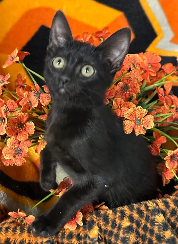 A baby small-sized female Domestic Short Hair cat named Kiba for adoption in Stillwater, OK