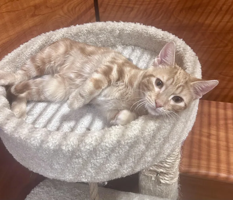 A baby medium-sized male Domestic Short Hair cat named Nigel for adoption in Huntley, IL