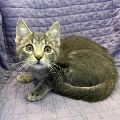 A baby small-sized male Domestic Short Hair cat named Tuna for adoption in Janesville, WI