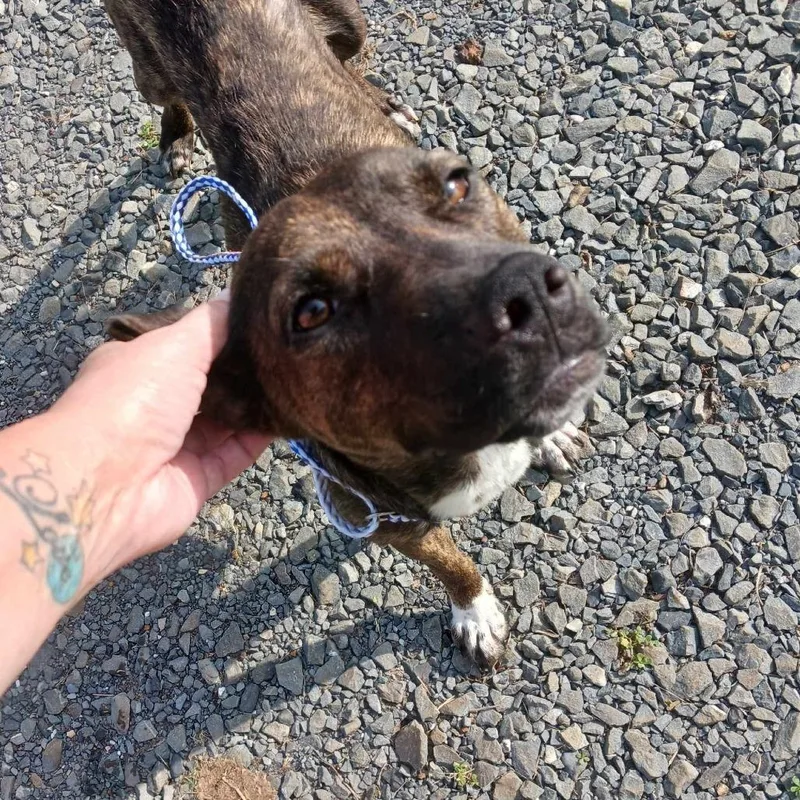 A young medium-sized female Brindle Catahoula Leopard Dog dog named Mimsy for adoption in Wadena, MN