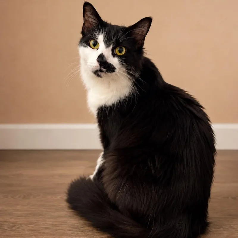 A young small-sized female Black Domestic Medium Hair cat named Reba McEntire for adoption in Winchester, VA