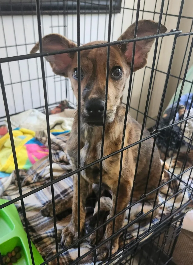 A young medium-sized female Brindle Labrador Retriever dog named Bat Girl for adoption in Chicopee, MA