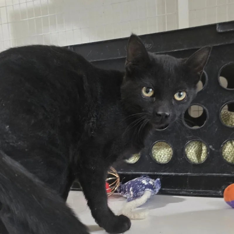 A young small-sized female Black Domestic Short Hair cat named Cowboy Baby for adoption in Gunnison, CO
